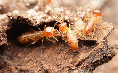 termite lawyers in mobile alabama